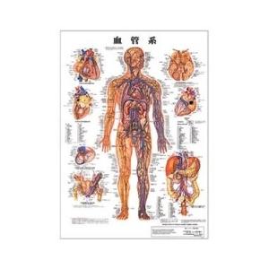 ポスターサイズ(血管系)パネル入り
