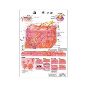 ポスターサイズ(皮膚)パネル入り