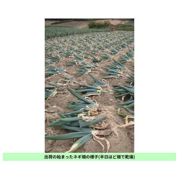 下仁田ネギ　本場馬山地区産 12/1出荷開始】堀口さんの下仁田ネギ Lサイズ30本 本場の群馬県下仁田