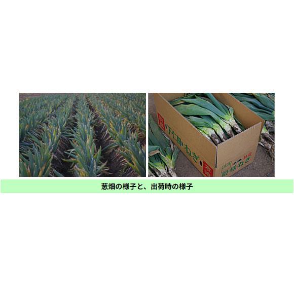 □□佐藤さんの下仁田ねぎ 中箱MからLサイズ 約22本□□本場の群馬県