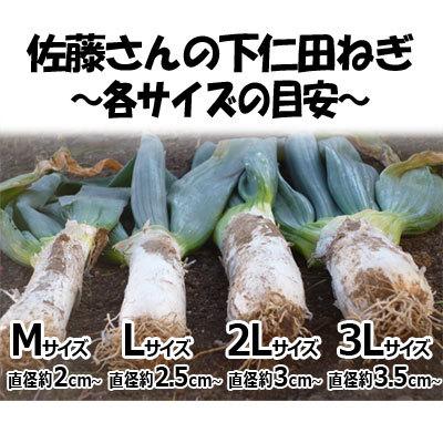 送料無料!!産地直送!!期間限定!! 佐藤さんの下仁田ねぎ [中箱M〜Lサイズ 約22本] 本場の群馬県下仁田町産 こだわりの下仁田ネギ｜idosawa｜03