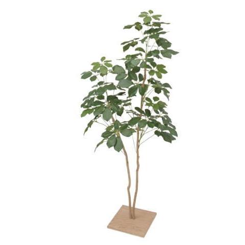 タカショー GD-192 33480300 ニューシェフレラ 板付 １．３ｍ（代引不可）