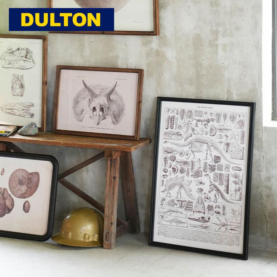 DULTON ARTFRAME  TRICERATOPS PALEONTOLOGIE トリケラトプス ダルトン 恐竜（Yahoo!・イエノLabo.）