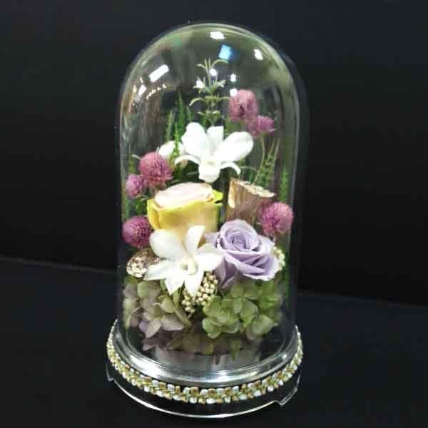 プラスチックドーム | 