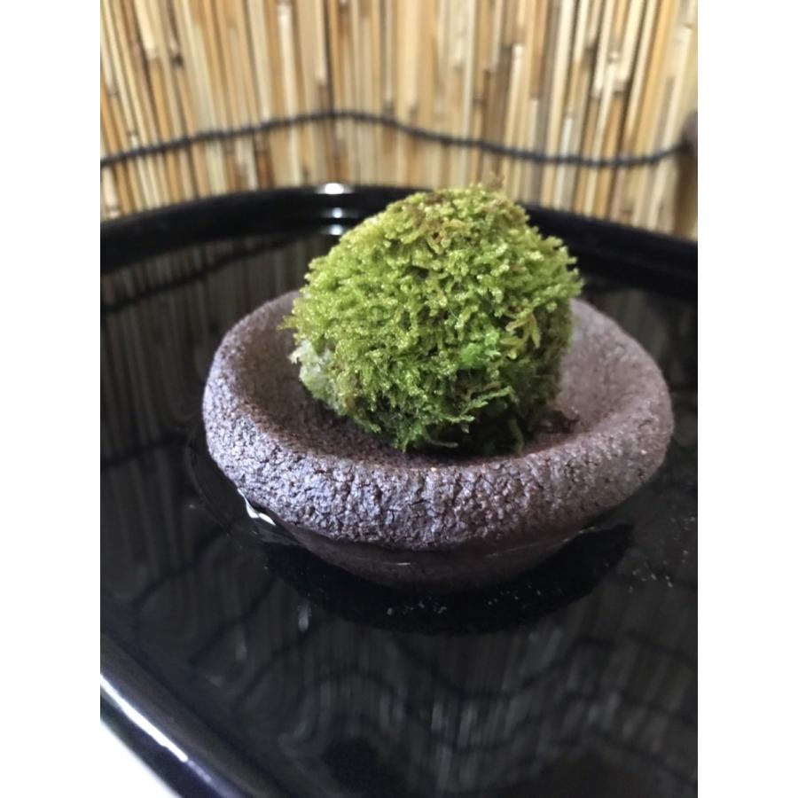 ハニカム苔玉　3L板付用　黒 信楽焼 苔玉台 : 伊賀忍者市場 - 通販 - Yahoo!ショッピング