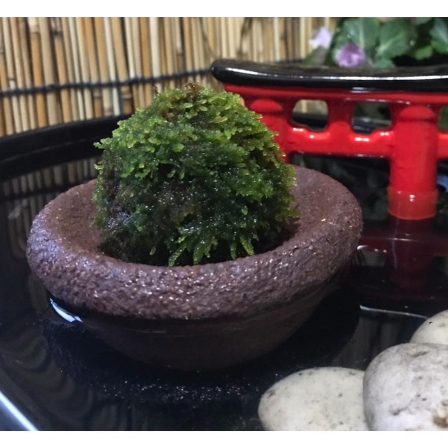 信楽焼 苔玉台 : 伊賀忍者市場 - 通販 - Yahoo!ショッピング
