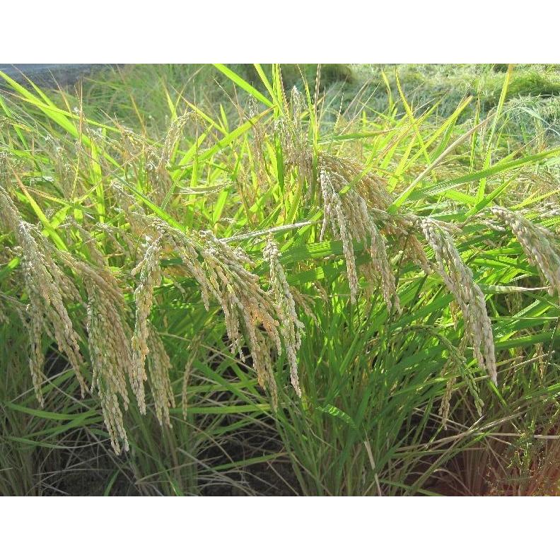 コシヒカリ 平成29年新米 農家自慢のお米 もっちりとした食感 ほのか