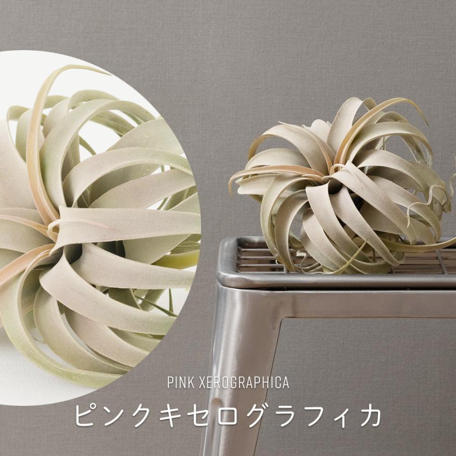 キセログラフィカ フェイクグリーン リアル 人工観葉植物 造花