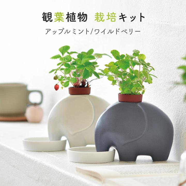 栽培キット 室内 栽培セット エレプラント プレゼント ギフト 陶器 聖