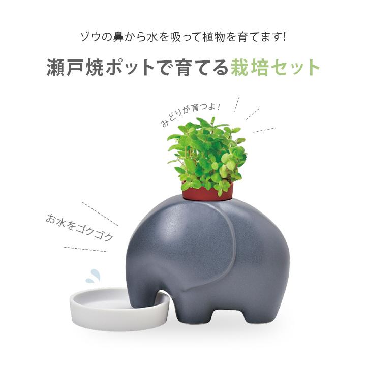 栽培キット 室内 栽培セット エレプラント プレゼント ギフト 陶器 聖 
