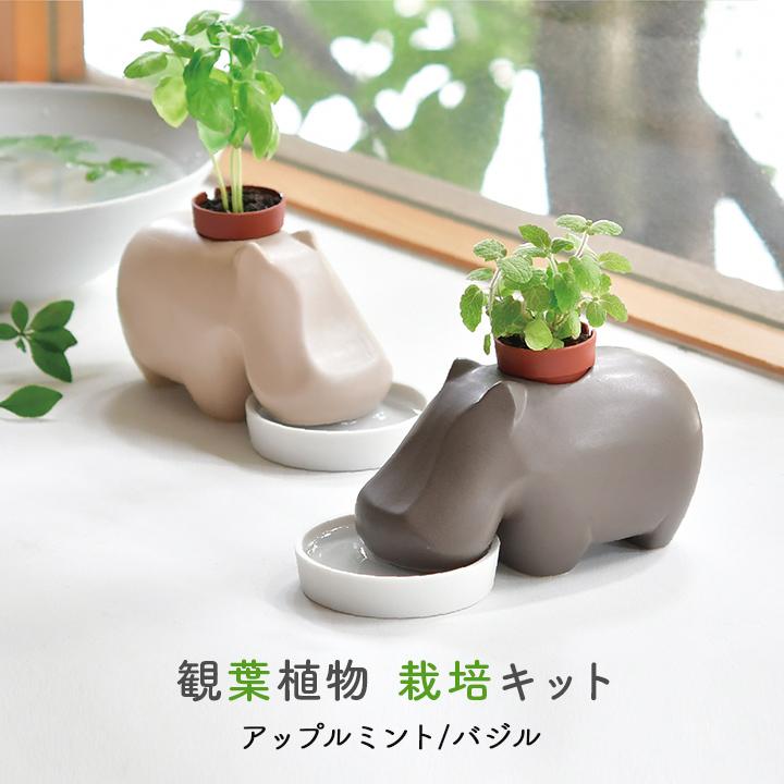 栽培キット 室内 栽培セット ヒポポプラント 母の日 プレゼント ギフト
