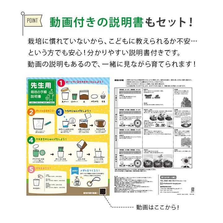 すくすく栽培セットBOX ギフト 日本製 野菜 キット 土セット 家庭菜園 ガーデニング 子供 キッズ 食育 自由研究 SEI 父の日 母の日｜igusakotatu｜08