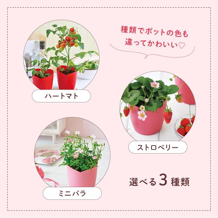 栽培キット ギフト プレゼント 栽培セット 日本製 野菜 花 キット 土