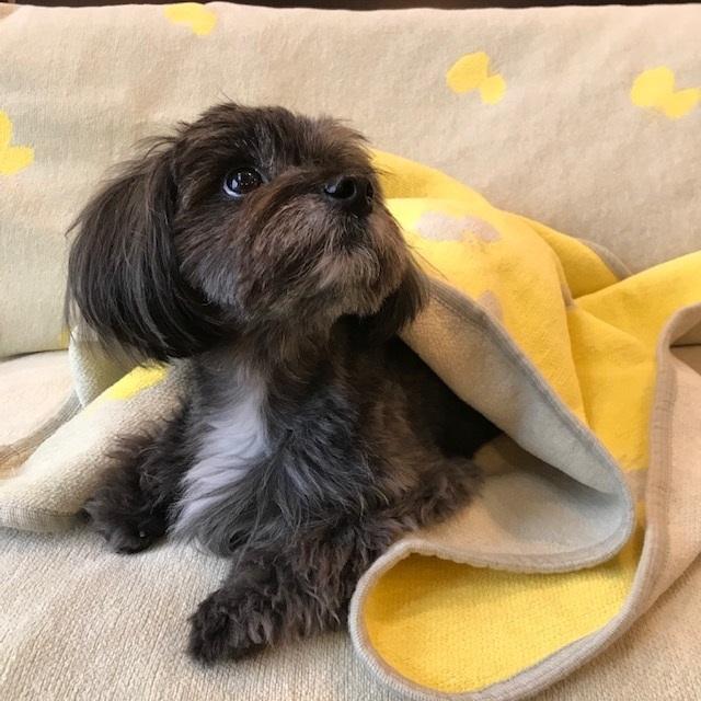 KLIPPAN 70×90cm choucho オリーブイエロー ミナペルホネン