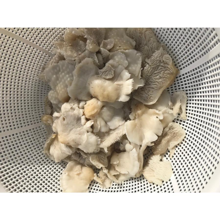 【確認用】岩手雫石町産 天然 ブナハリタケ カノカ 500g〜 確認用】岩手雫石町産 天然 ブナハリタケ カノカ 500g〜 確認用】岩手