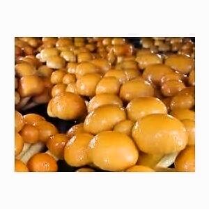 山形県産天然キノコ きのこ 混ざり塩蔵1ｋｇ クリタケ カヌカ なめこ ムキタケ ヒラタケ 全国送料無料　レターパックプラス 代引き不可