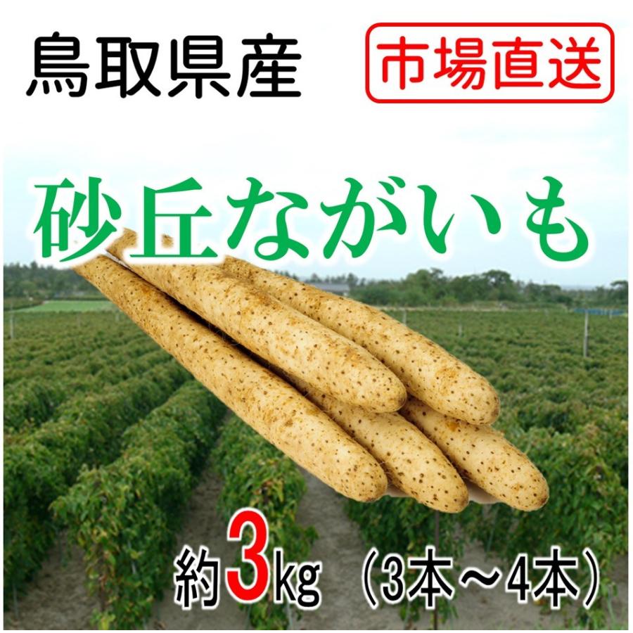 ながいも 長芋 砂丘ながいも 鳥取県産 3本〜4本 美味しい 13周年記念イベントが 【87%OFF!】 3kg