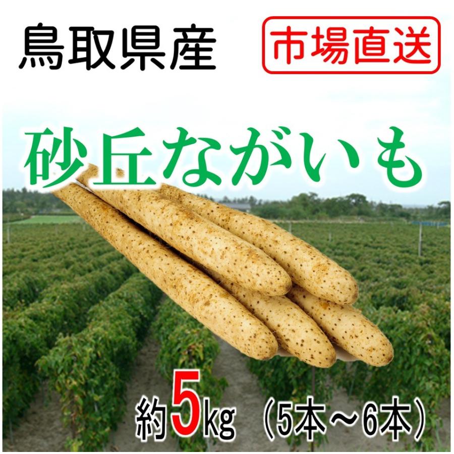 ながいも 長芋 商品 砂丘ながいも 鳥取県産 【美品】 美味しい 5kg 5本〜6本