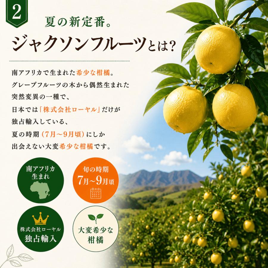 ジャクソンフルーツ ギフト 約2.5kg（10玉前後） 南アフリカ産 お中元