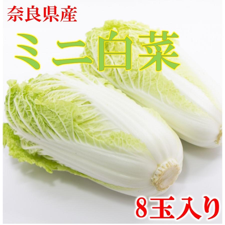 トップ 白菜 ミニ白菜 8玉から10玉 奈良県産