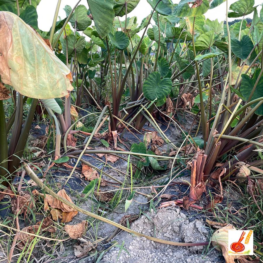 さといも 赤目芋 セレベス 愛媛県産 産地直送 送料無料 ２ｋｇ A Na0003 いいものfes 通販 Yahoo ショッピング