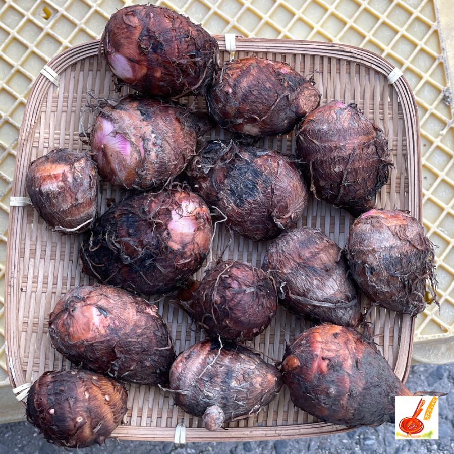 さといも 赤目芋 セレベス 愛媛県産 産地直送 送料無料 ２ｋｇ A Na0003 いいものfes 通販 Yahoo ショッピング