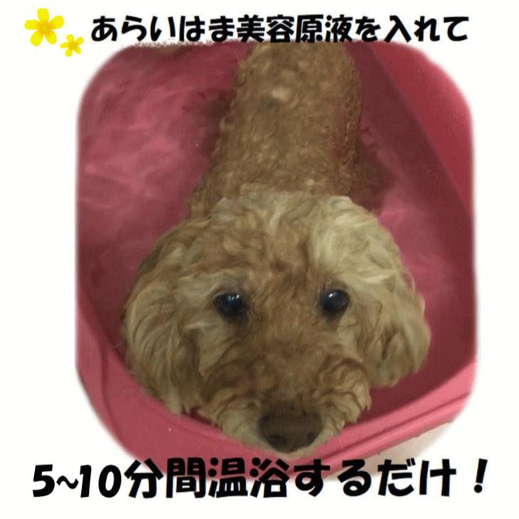 お徳用 あらいはま痒がるイヌ専用 1本10ml X 5本セット 犬用 いぬ用 かゆがる犬用 自然派 通販のお店 がいや 通販 Yahoo ショッピング