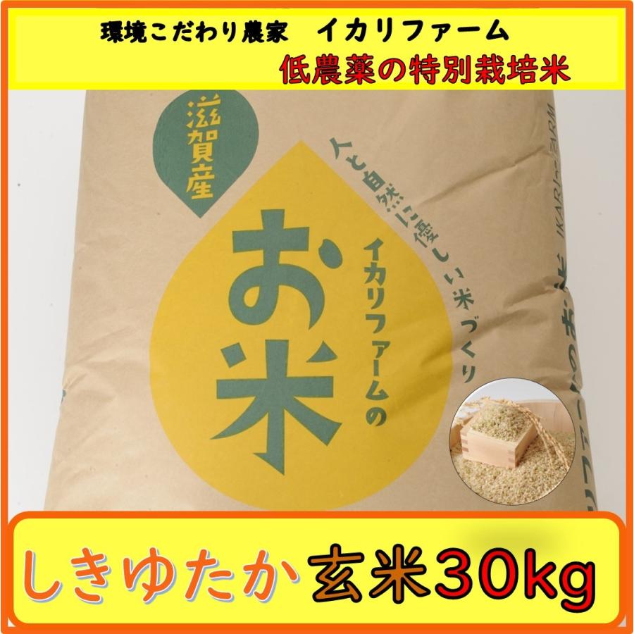 ５年産　しきゆたか　玄米　３０ｋｇ　「近江米」　<送料無料>　「もちもち」食感で食べごたえのある大粒！｜ikarifarm01