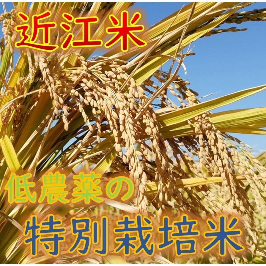 ５年産　みずかがみ　玄米　３０ｋｇ　「近江米」　＜送料無料＞　冷めても美味しい！｜ikarifarm01｜05