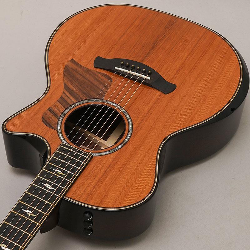 Taylor 【クリスマスセール】【チョイキズ特価】50th Anniversary