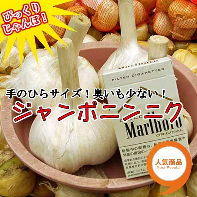 ニンニク ジャンボニンニクの種 1kg : イケダグリーンセンターヤフー店