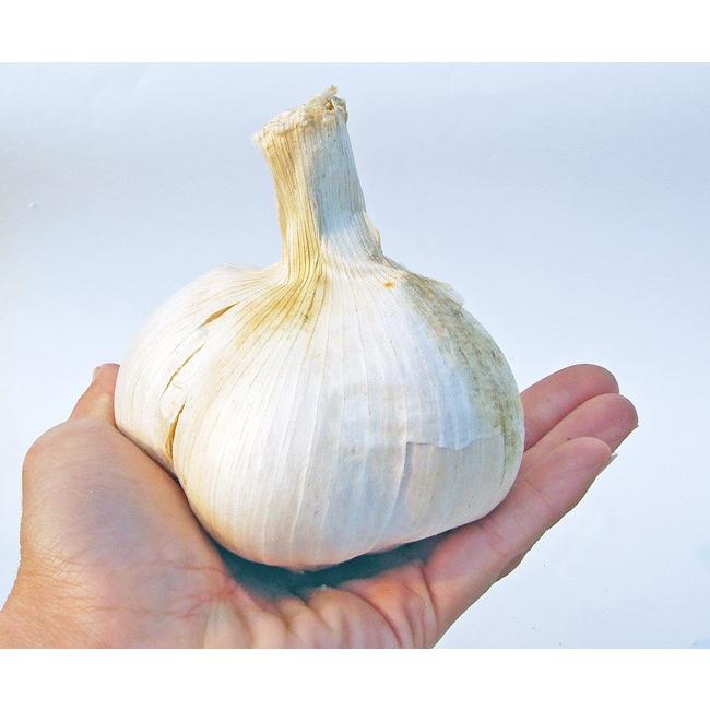 ✨大人気✨ 宮城県産 ジャンボニンニクの種　20kg スタミナ満点！】宮城県産 ジャンボにんにく約1kg ※栽培期間中