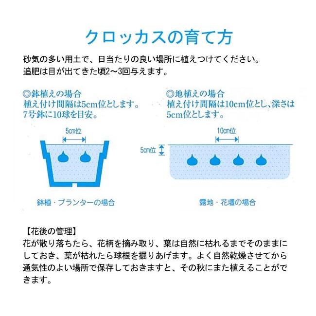 花の大和 クロッカス 球根 マンモスイエロー 10球 6袋までメール便発送 イケダグリーンセンターヤフー店 通販 Yahoo ショッピング