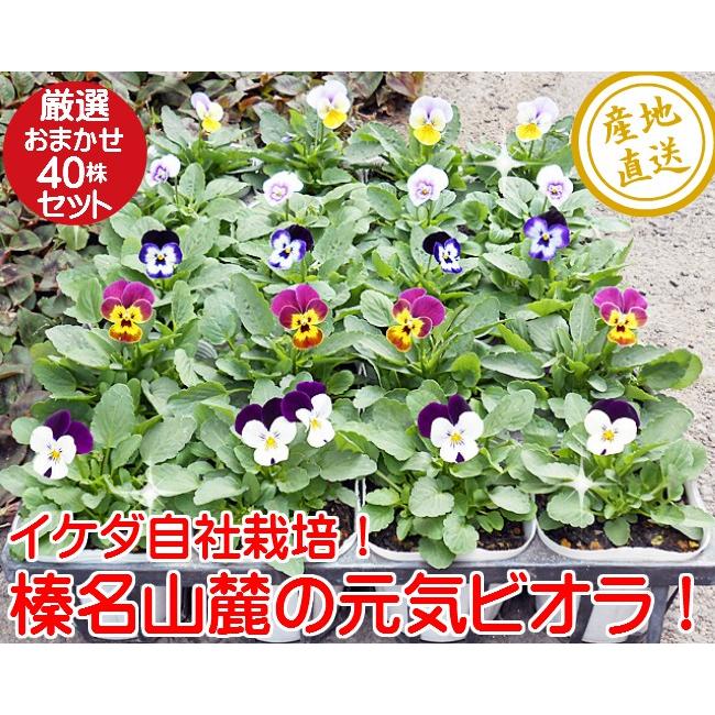 ビオラ 苗 生産地直送 榛名山麓で育った 元気なビオラ苗 厳選 48株セット イケダグリーンセンターヤフー店 通販 Yahoo ショッピング