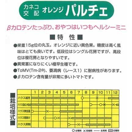 カネコ種苗 ミニトマト 種 オレンジパルチェ 小袋 : イケダグリーン