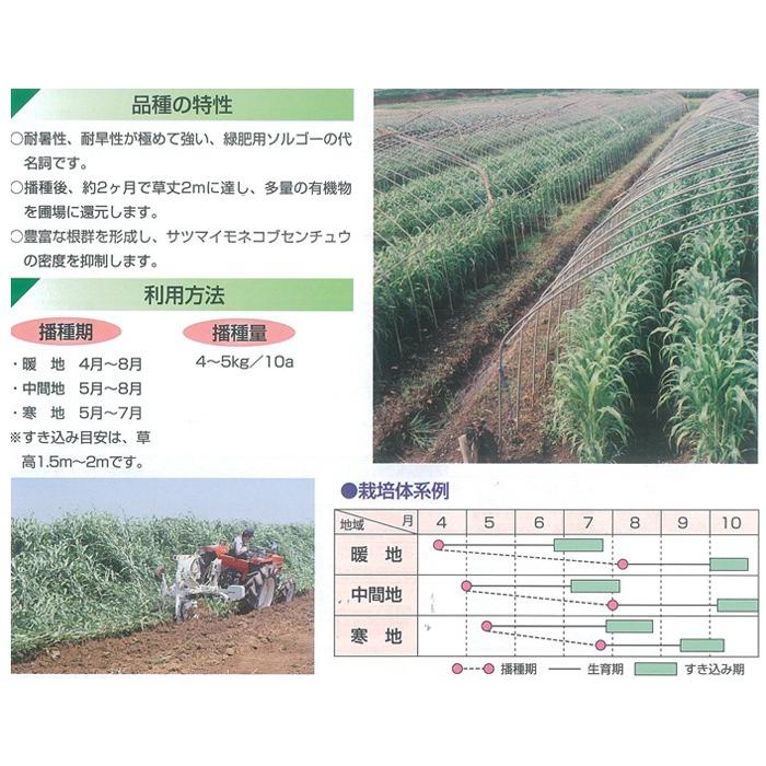 緑肥 スダックス緑肥用 1kg カネコ種苗 : イケダグリーンセンター