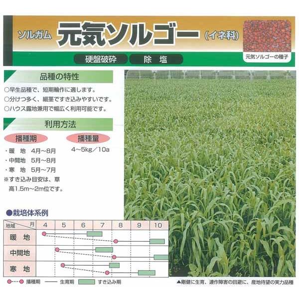 緑肥 ソルガム 元気ソルゴー 1kg : イケダグリーンセンターヤフー店