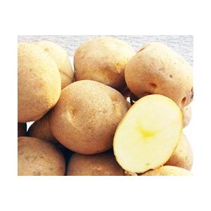 種芋 じゃがいも キタアカリ 5kg サイズ混合 : イケダグリーン