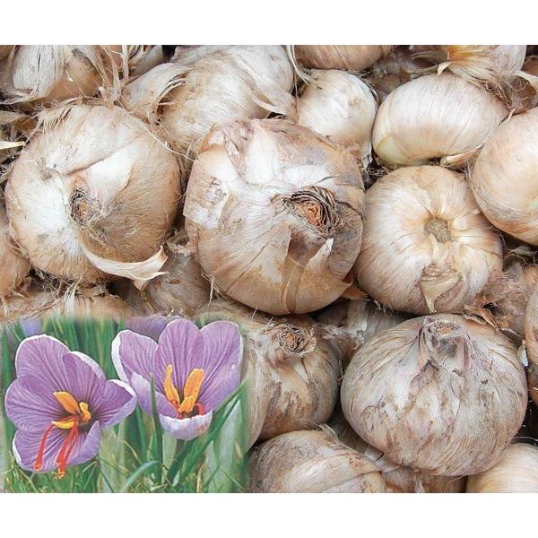 サフラン 球根 大球 10球セット Carspaautocare Co Uk