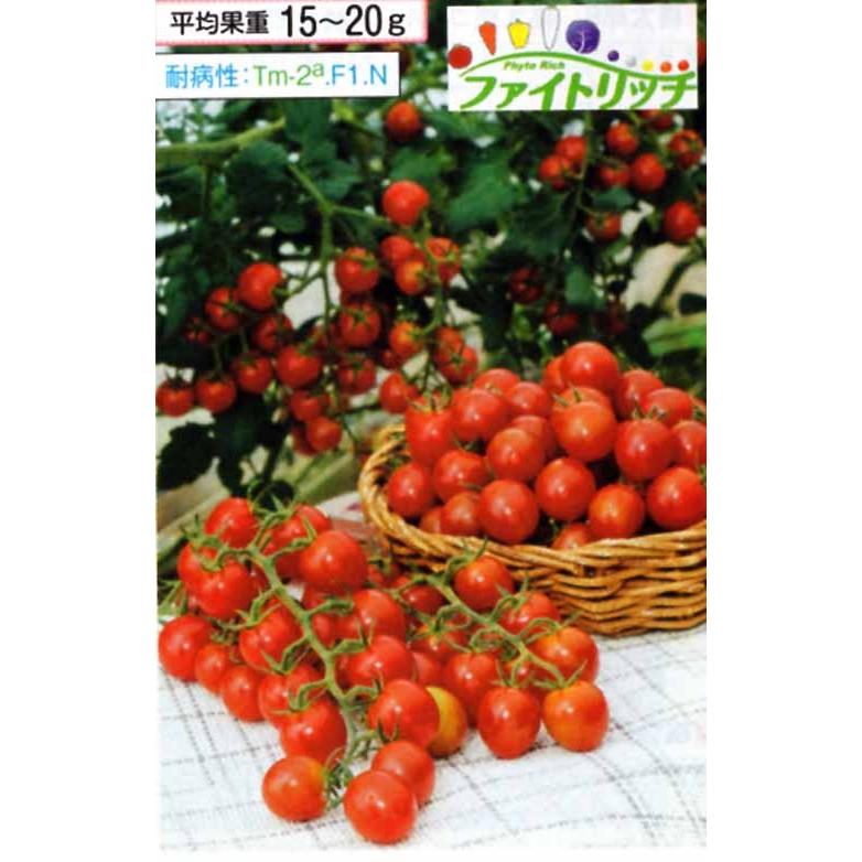 ミニトマト 種 千果 ちか 1000粒 タキイ種苗 イケダグリーンセンターヤフー店 通販 Yahoo ショッピング