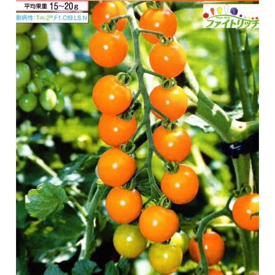 タキイ種苗 ミニトマト 種 オレンジ千果（ちか） 1000粒