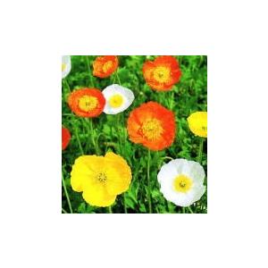 新発売 花の種 アイスランドポピー