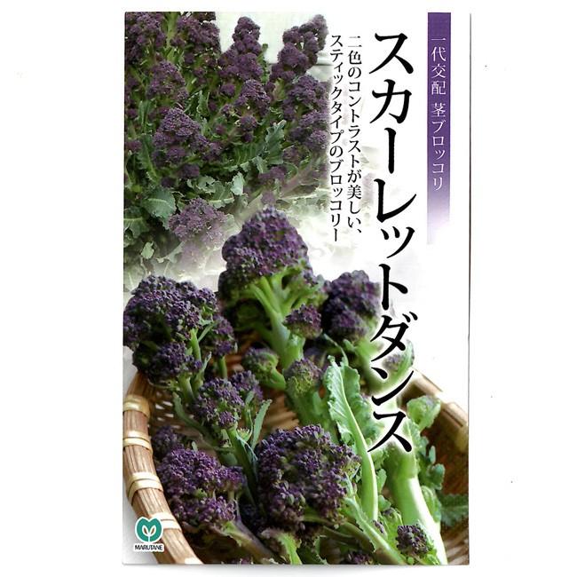 紫スティックブロッコリー 種 スカーレットダンス 小袋 30粒 イケダグリーンセンターヤフー店 通販 Yahoo ショッピング