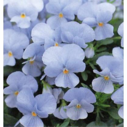 ビオラ 苗 生産地直送 榛名山麓で育った 元気なビオラ苗 F1ビビ ヘブンリーブルー 4株 イケダグリーンセンターヤフー店 通販 Yahoo ショッピング