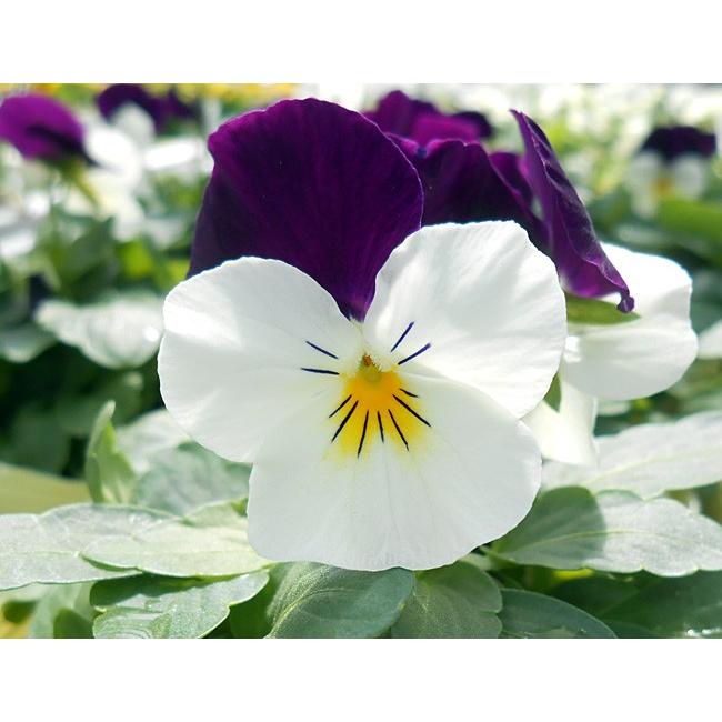 ビオラ 苗 ペニー ホワイトジャンプアップ 1 イケダグリーンセンターヤフー店 通販 Yahoo ショッピング