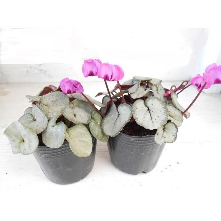 花苗 原種シクラメン コウムシルバー 7 5ｃｍポット2株セット イケダグリーンセンターヤフー店 通販 Yahoo ショッピング