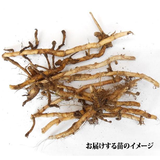 早生ミョウガ 陣田早生 苗 約300g イケダグリーンセンターヤフー店 通販 Yahoo ショッピング