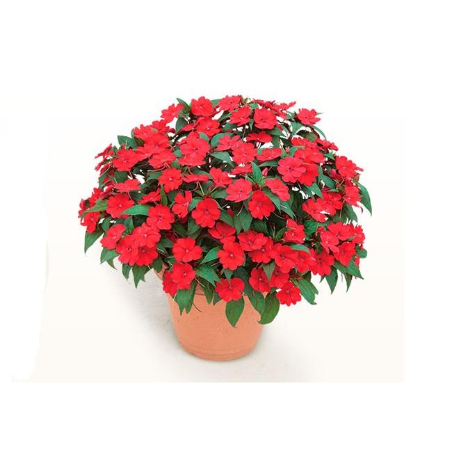 サカタのタネ サンパチェンス さくさくシリーズ ブライトレッド 3 5号ポット苗 イケダグリーンセンターヤフー店 通販 Yahoo ショッピング