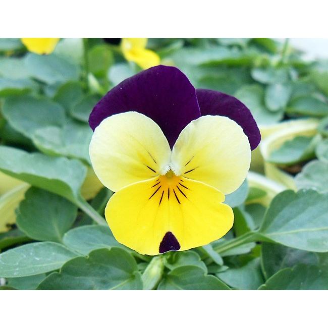 ビオラ 苗 F1ペニー イエロージャンプアップ 4株 イケダグリーンセンターヤフー店 通販 Yahoo ショッピング