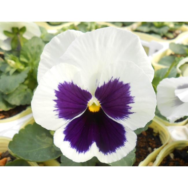 パンジー 苗 生産地直送 榛名山麓で育った 元気なパンジー苗 F1マトリックス ホワイトブロッチ 4株 イケダグリーンセンターヤフー店 通販 Yahoo ショッピング